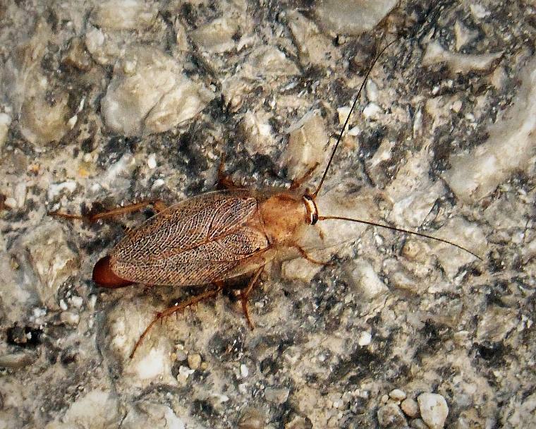 Riđa bubašvaba Blattella germanica, svetlo braon telo sa dve tamne pruge