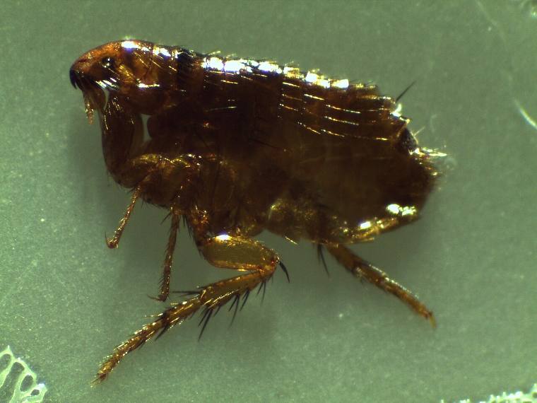 Mačja buva Ctenocephalides felis, bočno spljošteno telo i duge zadnje noge