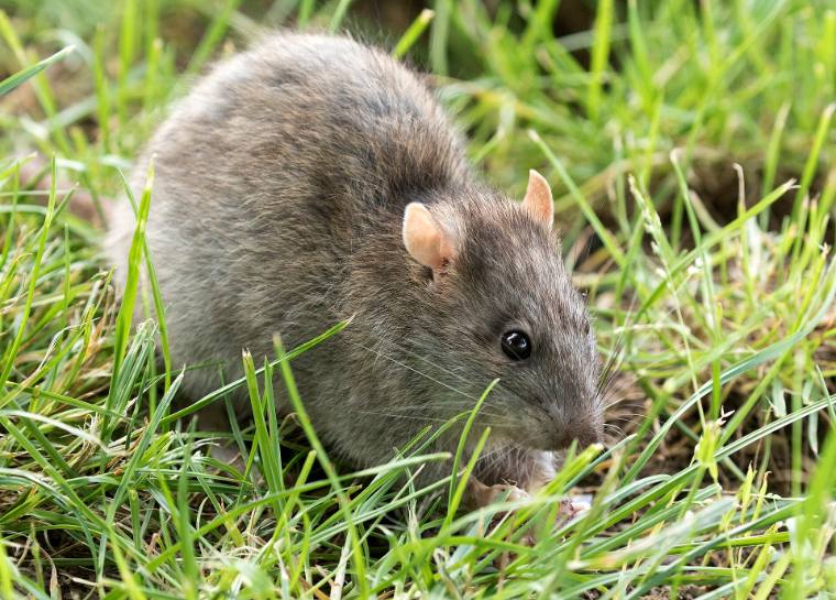 Sivi pacov Rattus norvegicus, krupno telo i tupa njuška