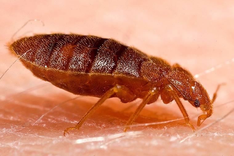Odrasla stenica Cimex lectularius, spljošteno telo boje mahagonija